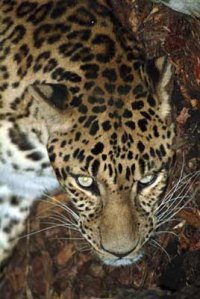 lesvadászat leopárdra