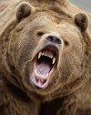 300 medvét lőnek ki romániában