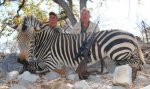 vadászat zebrára