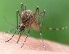 biológiai szúnyogirtás gemencen
