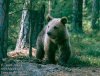 civilszervezetek mentik a medvéket
