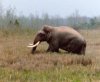 ovvadászok pusztítják az elefántokat