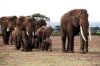 elefántok taposták el a nőt