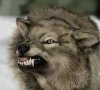 farkasok támadják a háziállatokat