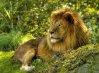 az oroszlánok marhákra vadásznak kenyában
