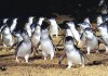 parádézó pingvinek