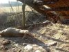 brutális rapsic ölte meg az őzet