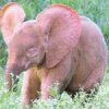 rózsaszínű elefántbébi