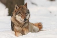 farkas szemből télen