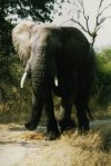 afrikai vadászat