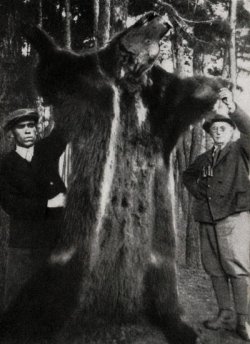 vérmedve medvevadászat