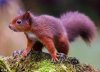 vörös mókus kolóniát találtak