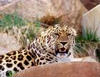 amúri leopárd