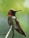 anna kolibrije