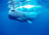 Japán több bálnát vadászna