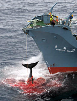 japán bálnavadász hajó