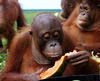 kihalás fenyegeti a borneói orángutánokat