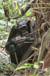 csimpánzok földet esznek
