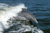 bálnamentő delfin
