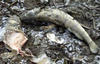 csali döghalat tettek ki a vadászok