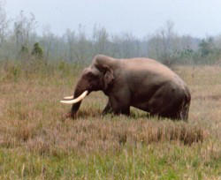 elefántvadászat