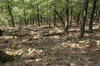 több száz gránátot rejt az erdő