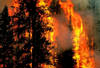 900 ezer hektár erdő égett le
