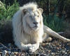 fehér oroszlánokat engedtek szabadon