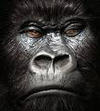 megduplázódott a gorillaállomány