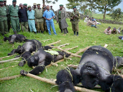 a hegyi gorillák is fenyegeti a kongói helyzet