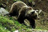 film a brutális medvevadászatokról