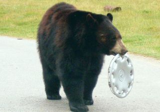 medve lopta keréktárcsa