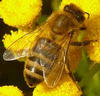 méhcsípésbe halt bele egy vadász