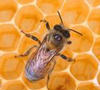 kevesebb méz lehet az idén
