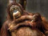 olajpálma miatt került veszélybe az orangutan
