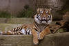 az elit vadászklub tigrisre vadászik