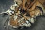 rohamosan csökken az indiai tigris populáció