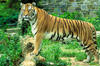 védik a tigriseket az orvvadászoktól
