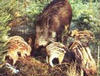 malacos kocára tilos vadászni