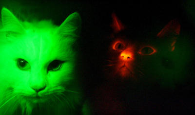 világító macskák génmanipulációval