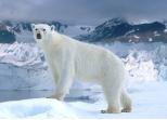 hím jegesmedve vadászat
