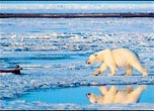 jegesmedve vadászat megszűntetése