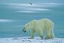 kihalás szélén a jegesmedve