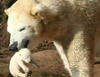 jegesmedve az állatkertben bocsával