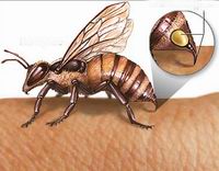 a rovarméreg allergia méh darázs gyógyítható?