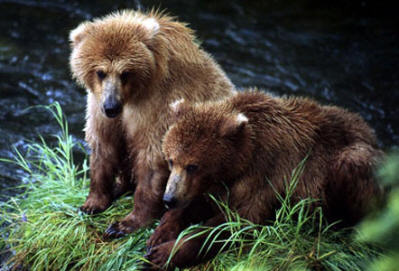 medvék a medveotthonban