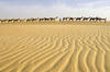szaharai sivatag