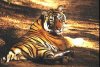 bengáli tigris