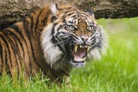 szumatrai tigris mti