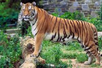 bengali tigris